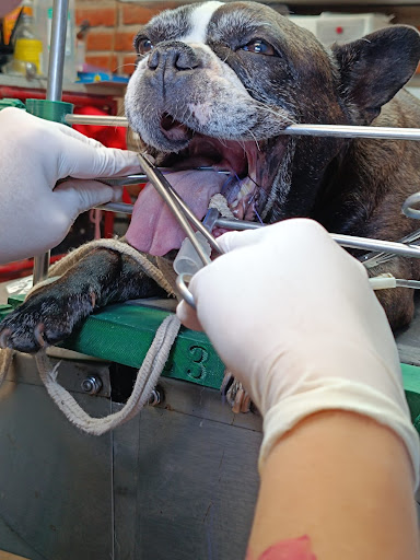 Veterinaria Pet's Care