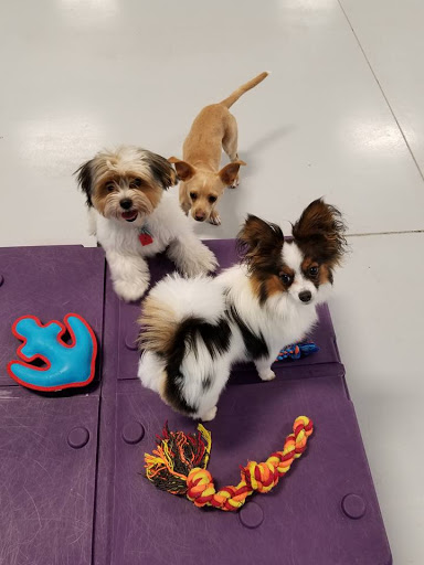 The Pet Doctor: Doggie Daycare & Boarding - Thumbnail