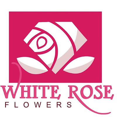 Photos of White Rose Flowers, Abu Dhabi