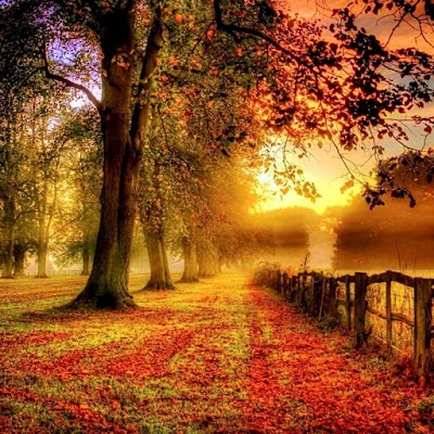 Photos of Al Rashidiya Park