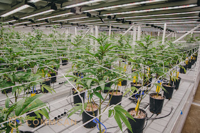 Photo of CommCan, Inc. - Recreational & Medical Cannabis Dispensary
