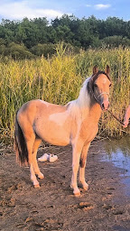 Photo n°19 de Ecuries d'Aimer à Chailly-en-Gâtinais (Haras)
