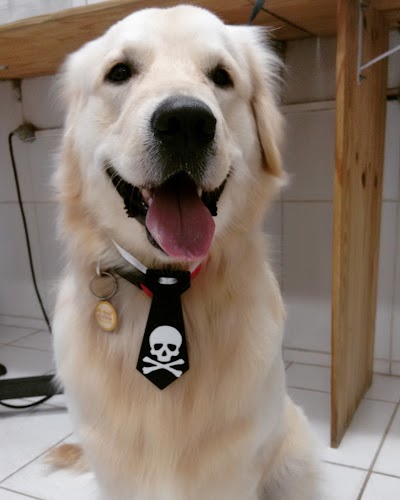 Photos of Doggy & Kitty