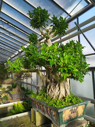 Il Museo Del Bonsai - Thumbnail