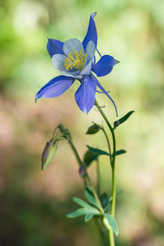 Base Camp at Golden Gate Canyon by null