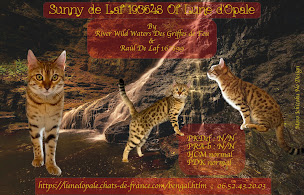 Photo n°9 de Moro Ichizoku No Design à Fitou (Photographe)