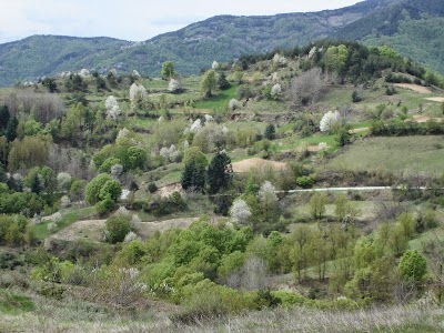 Photos of Къща за гости ЕЛИЦА