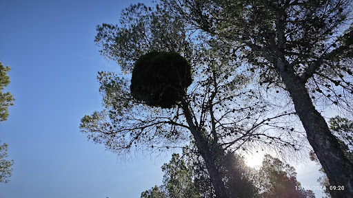 Escoba de bruja