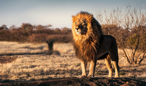 Africa Royal Tours GmbH Adams-Lehmann-Straße 109, 80797 München, Deutschland