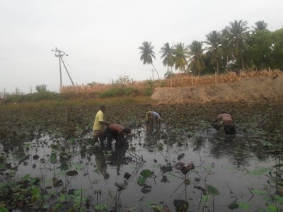 Photos of Mahiladithivu Kannaki Amman Kovil