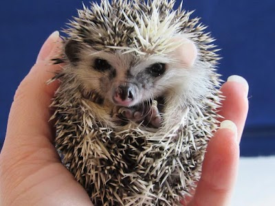 Hands Hedgehogs