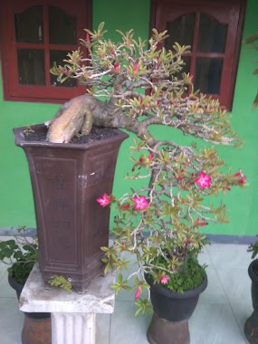 Nurma Bonsai, Author: Muhamad Subhan