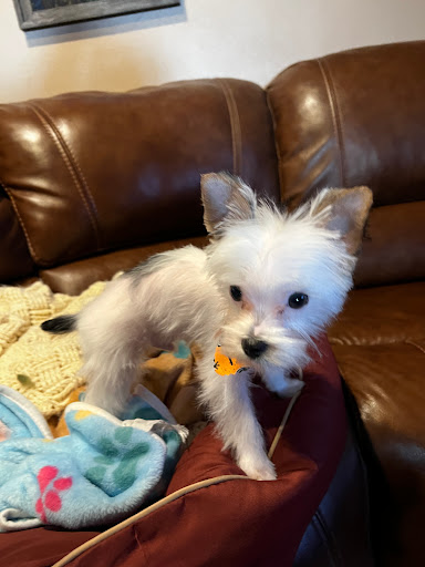 Dan and Cindy's Pet Salon Gallery - United States