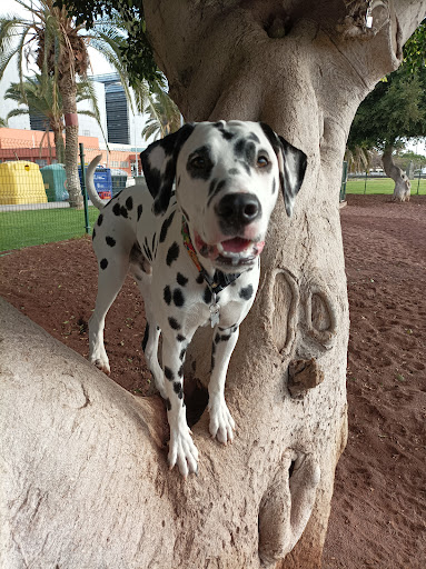 Perros San Jose Park - Thumbnail