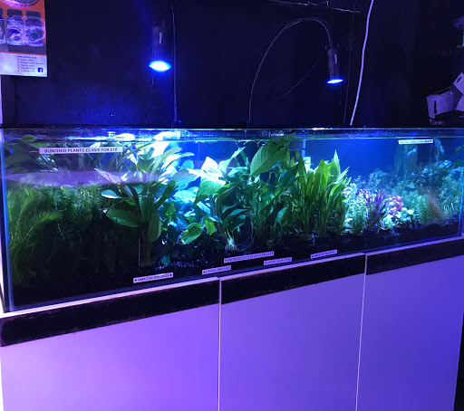 Ware Aquatics - Thumbnail
