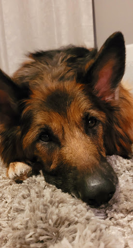 Casserly Veterinary Services - Thumbnail