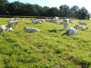 Photo n°9 de GAEC Charrondière à Luneau (Agriculteur)