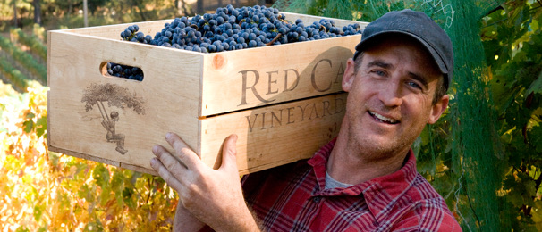 Red Cap Vineyards by null