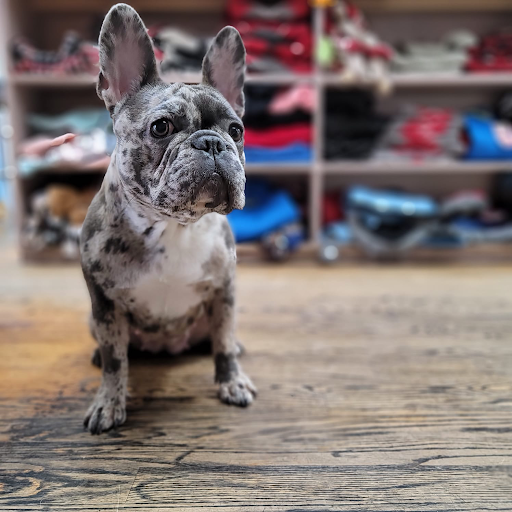 albertsonspetcenter - Thumbnail
