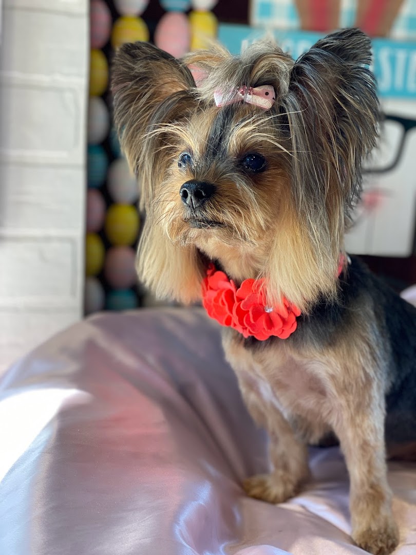 Max’s Pet Market & Salon New Tampa photo 22