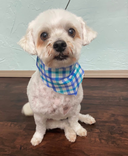 Tailored Pups Dog Grooming - Thumbnail