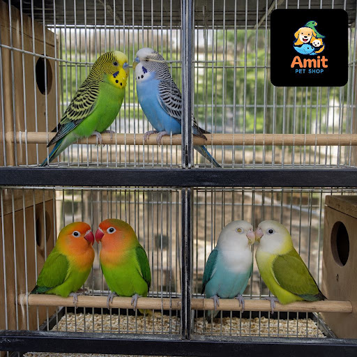 Looking for healthy, active budgie and lovebird breeding pairs in Indirapuram? At Amit Pet Shop &… post image