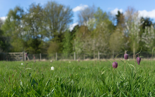 Mendlesham Woods - Thumbnail