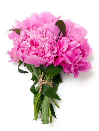 Willows Flowers - Visual