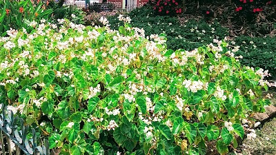 Photos of Parque De Limon Indanzs