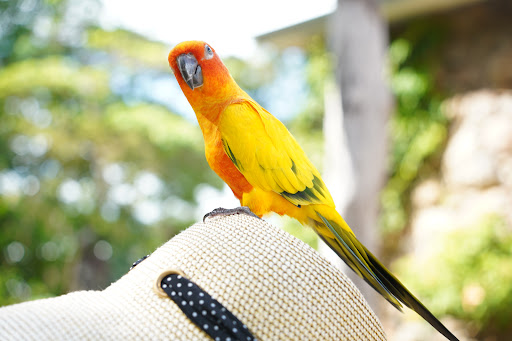 Maleny Botanic Gardens & Bird World Gallery - Australia