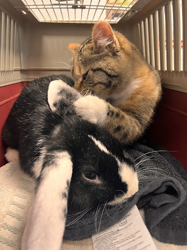 Cabinet Veterinaire Dr Manso - Thumbnail
