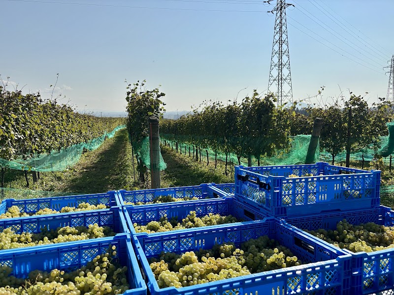 Due Punti Vineyards（ドゥエ プンティ ヴィンヤーズ）