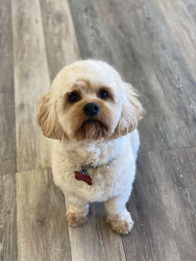 Leashes and Lashes