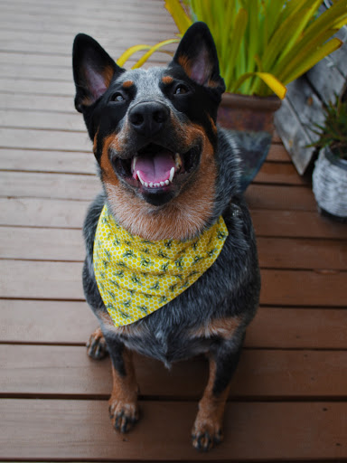 Bark buddy llc - Visual