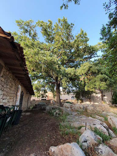 Quercia Vallonea di Corigliano d'Otranto - Thumbnail