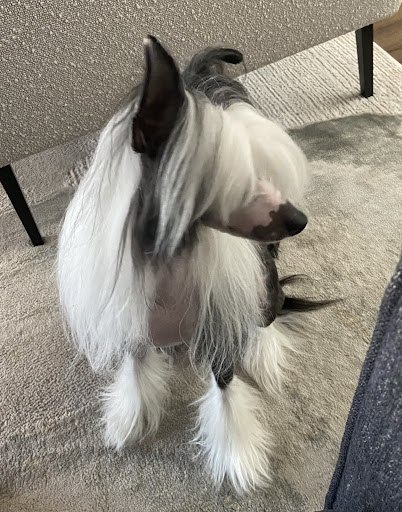 Wags on Willow - Thumbnail