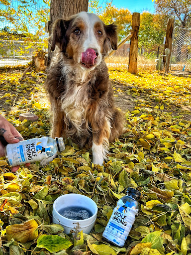 Wolf Spring - Thumbnail