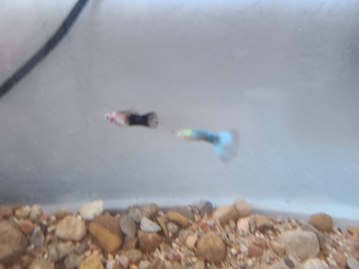 Prexi. Fish