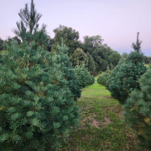 Cooper's Christmas Tree Farm