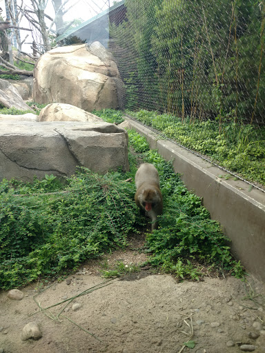 Regenstein Macaque Forest - Visual