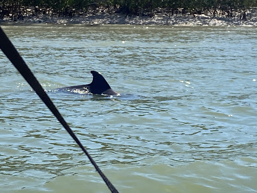 Marco Island Shelling Tours - 239-301-8914 - Thumbnail
