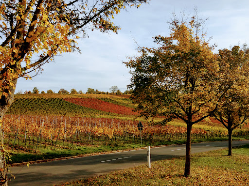 Bocksbeutel - Visual