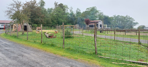 Au pré des ânes
