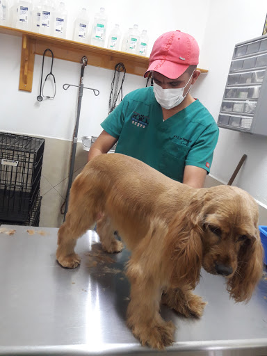 Veterinaria Queto - Thumbnail