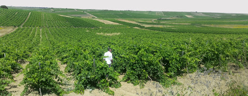 Cantina - Casa Vinicola Pallavicino - Thumbnail