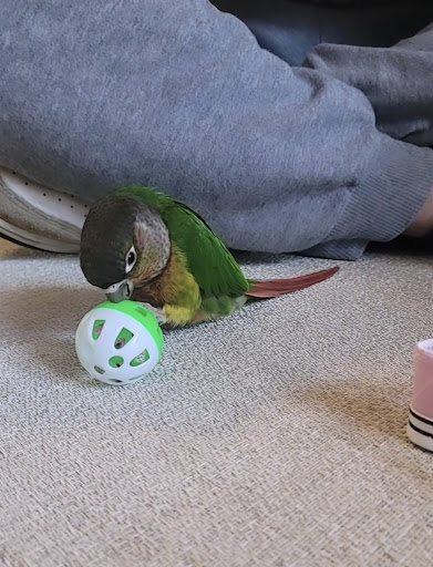 CP Birds - Visual