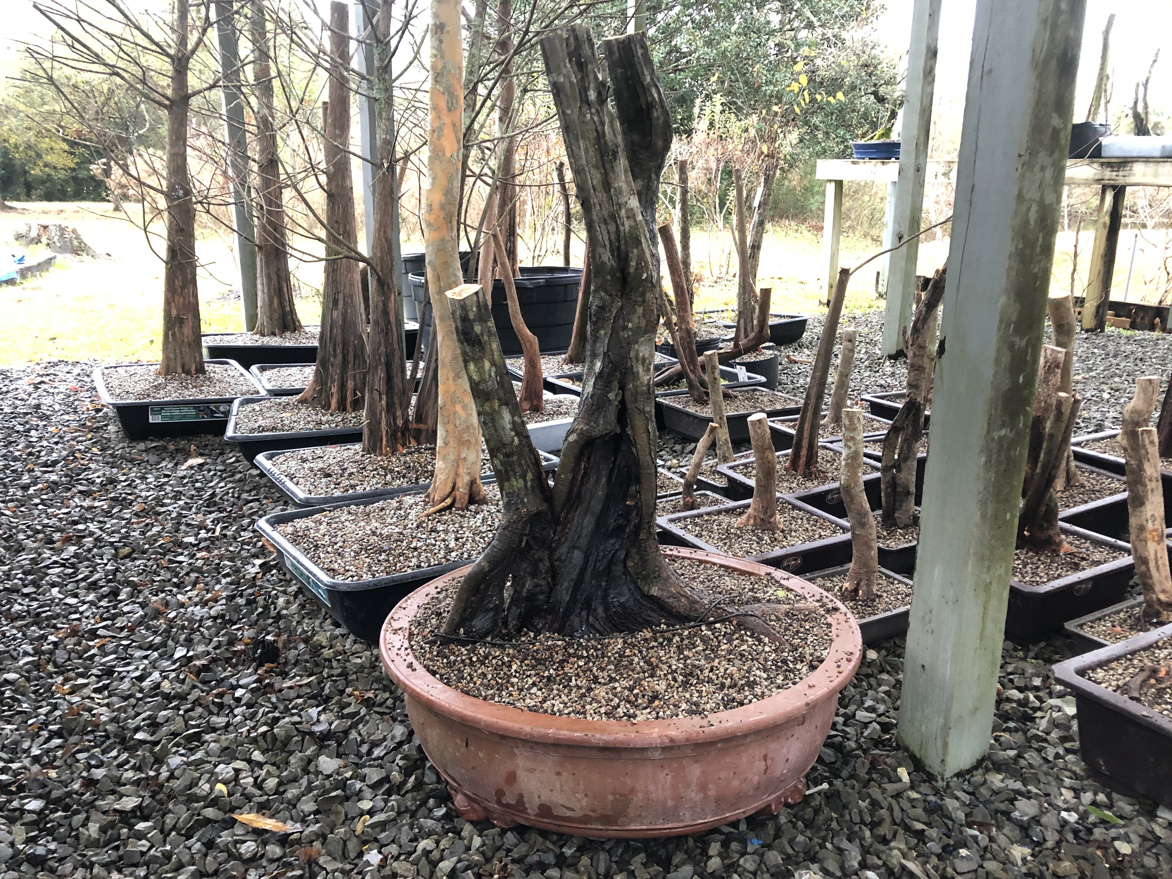 Underhill Bonsai, LLC