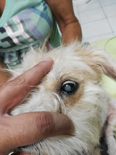 Veterinaria Dog - Go Hospital Veterinario, Estética Canina - Thumbnail