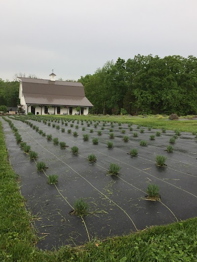 Long Row Lavender