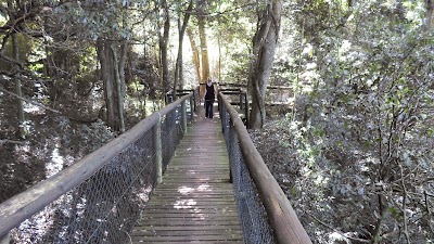 Photos of Dlinza Forest Aerial Boardwalk